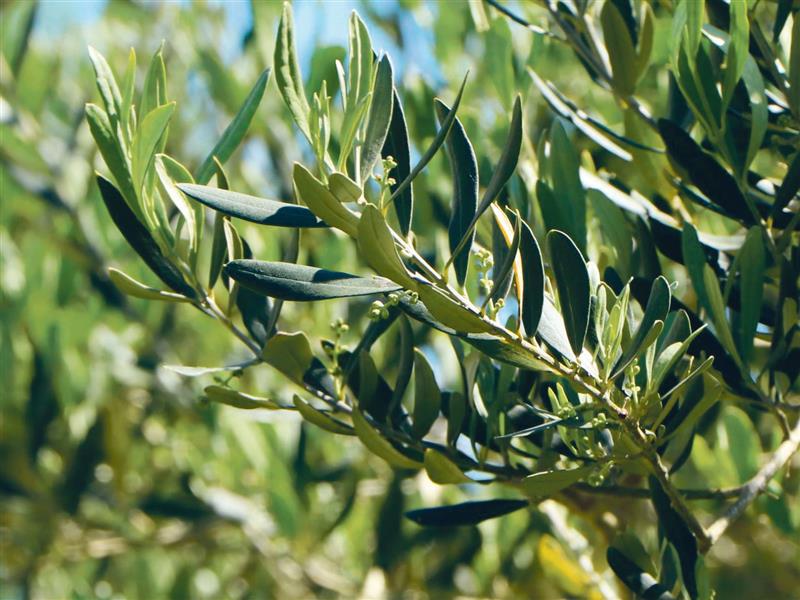 Mallorcas Olivenbäume - Die mit den  Oliven flüstern