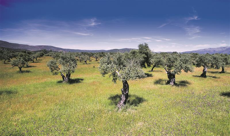 Olivenbaum Mallorca - Wie man Gold an den Zweigen wächsen lässt