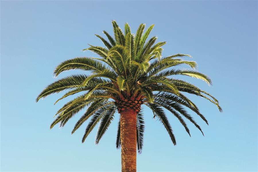 Fächer im Wind: Palmen sind ein Muss