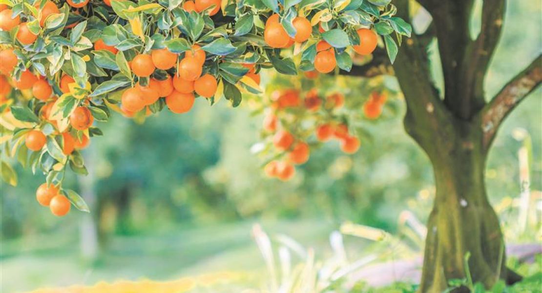 Wenn man es richtig angeht, kann man unzählige Obstsorten im eigenen Garten auf Mallorca anbauen