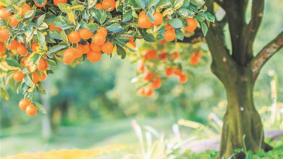 Wenn man es richtig angeht, kann man unzählige Obstsorten im eigenen Garten auf Mallorca anbauen