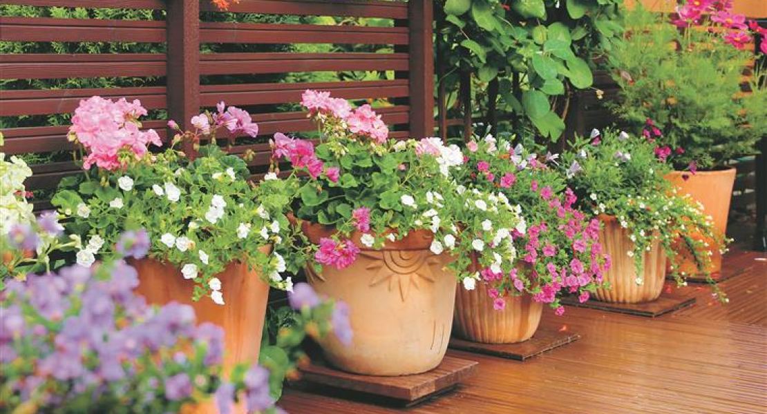 richtige pflege für topfblumen auf mallorca 