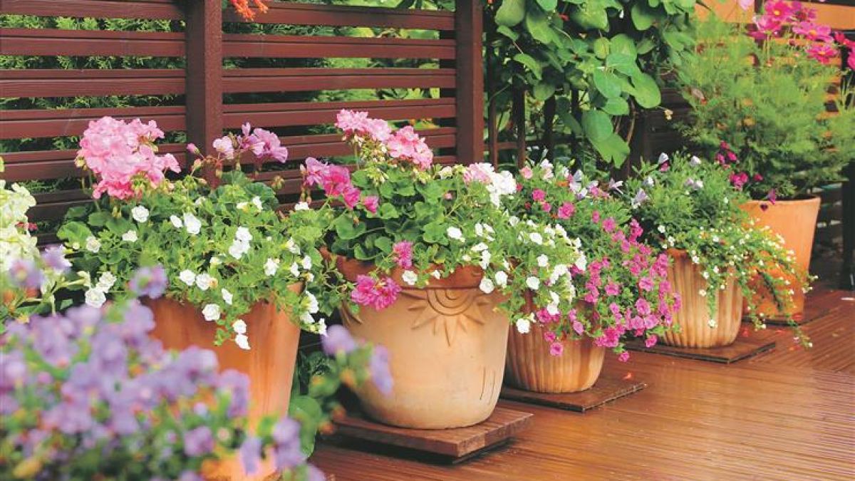 richtige pflege für topfblumen auf mallorca 