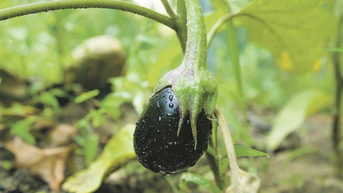 Selbst gezüchtetes Gemüse schmeckt auch auf Mallorca immer am besten