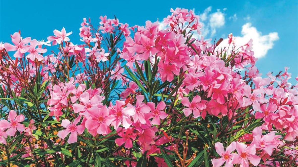 Oleander, Mallorca´s Pflanzen Klassiker in jedem Insel-Garten