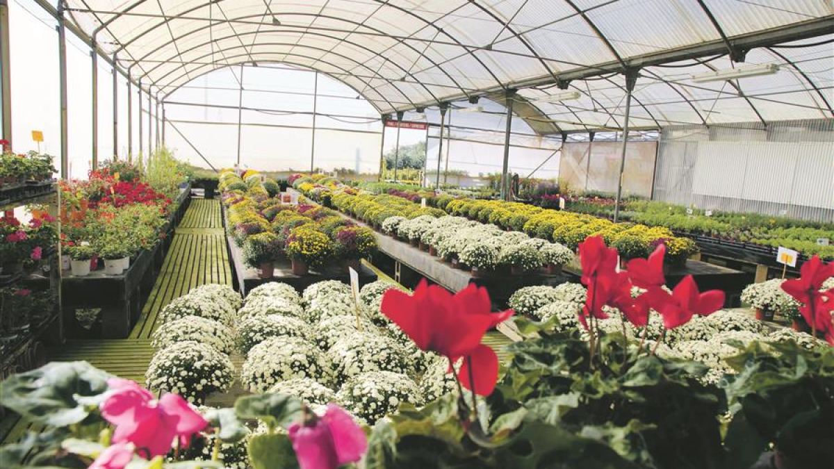 111 Jahre Can Juanito Gartencenter - Als Mallorca zu blühen begann