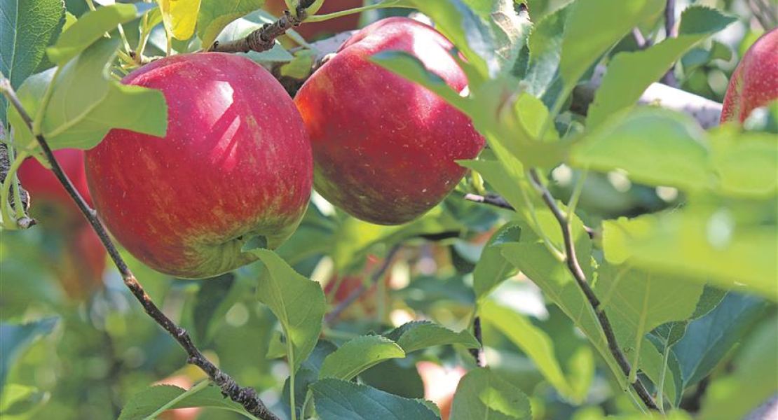 So verpassen sie ihrem Obstbaum eine neue Frisur