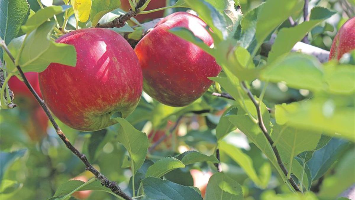 So verpassen sie ihrem Obstbaum eine neue Frisur