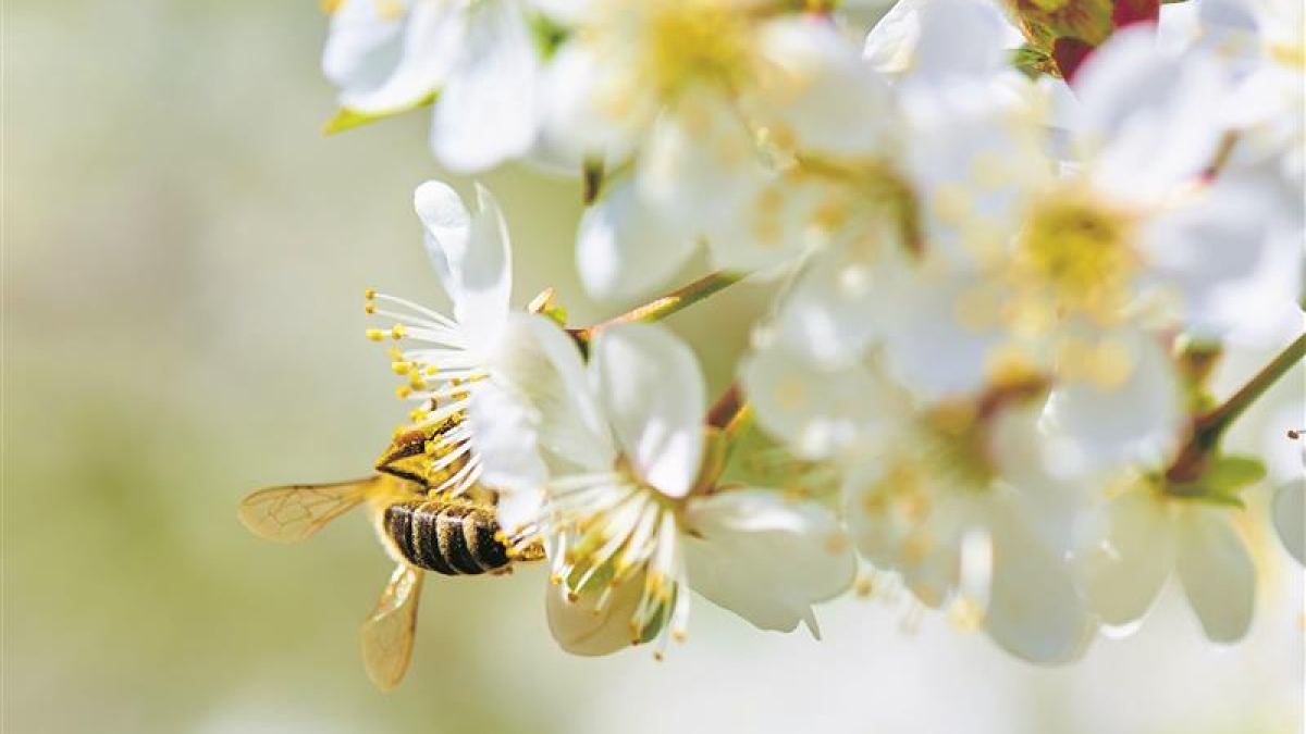Ein Paradies für Mensch, Tier und Obstbaum - Gartentipps vom Profi