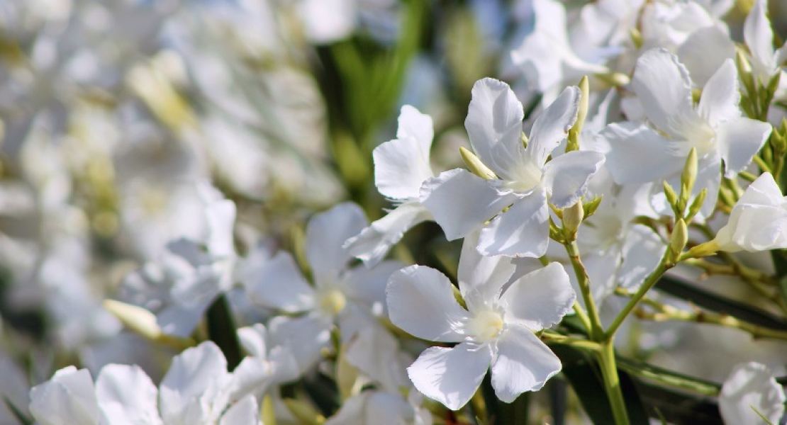 Der Oleander - Blütenpracht und Urlaubsfeeling