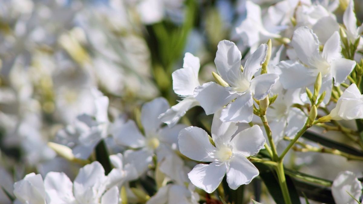 Der Oleander - Blütenpracht und Urlaubsfeeling