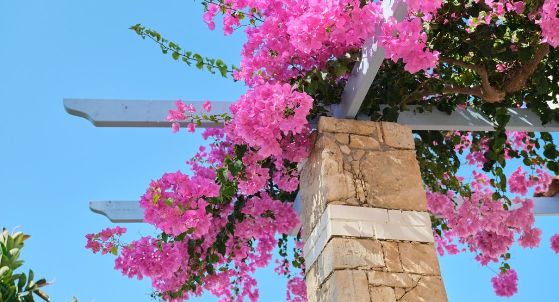 Nächster Monat, neuer Klassiker:  So gedeiht ihr Bougainvillea