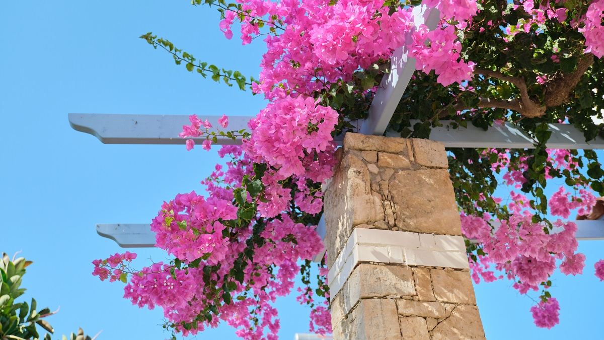 Nächster Monat, neuer Klassiker:  So gedeiht ihr Bougainvillea
