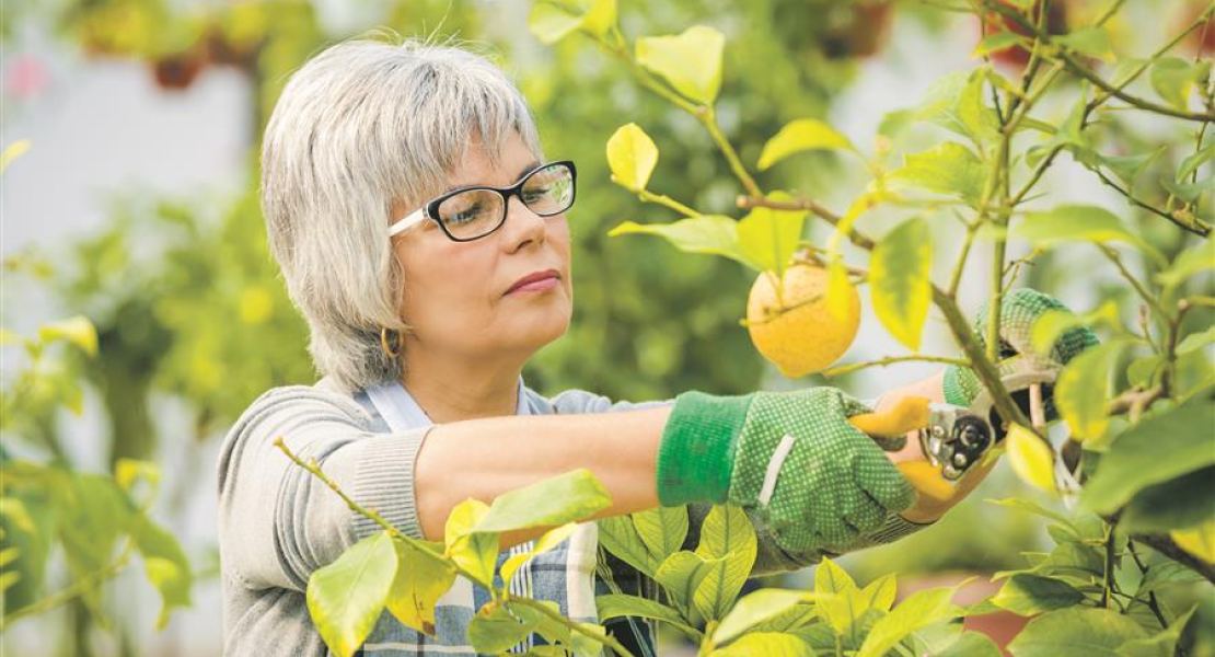 Pflanzen: Richtige Pflege im Winterschlaf