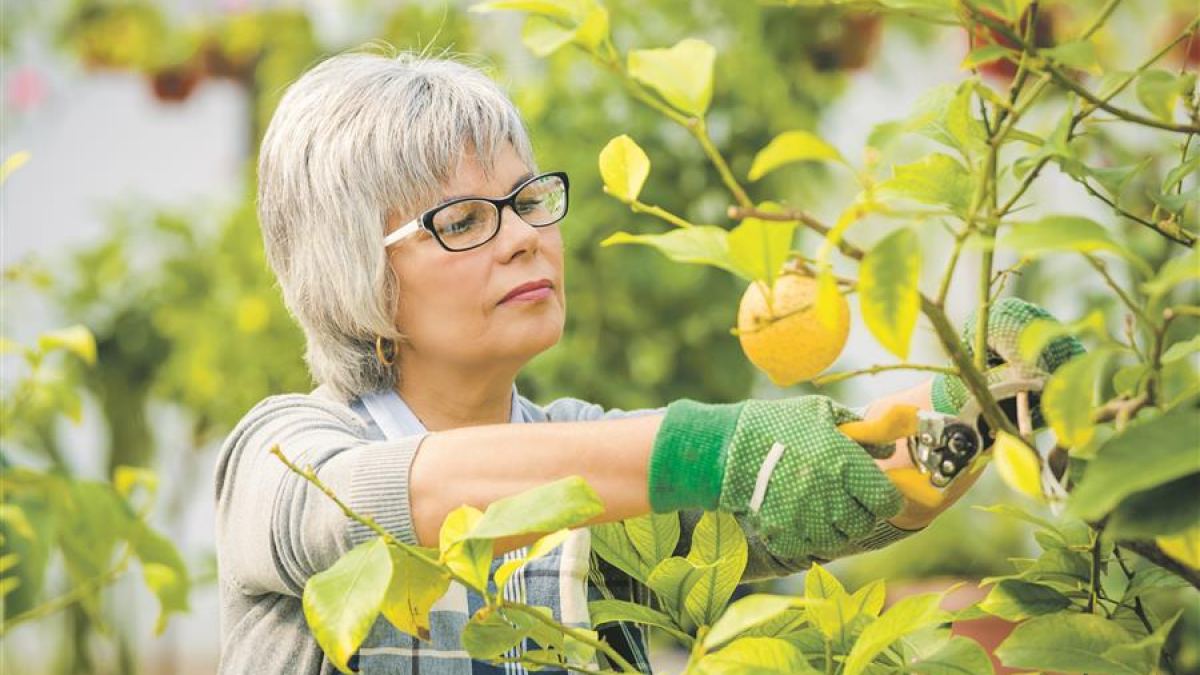 Pflanzen: Richtige Pflege im Winterschlaf