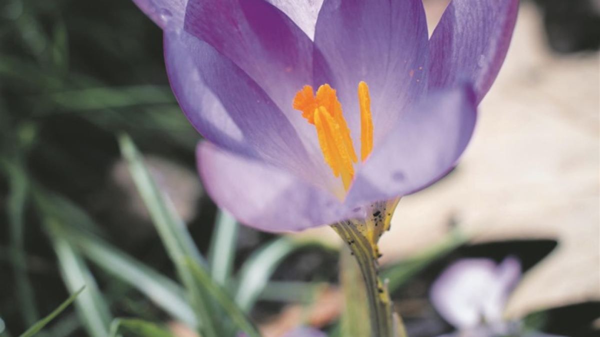 Ein winterlicher Farbtupfer: Frühblüher auf Mallorca
