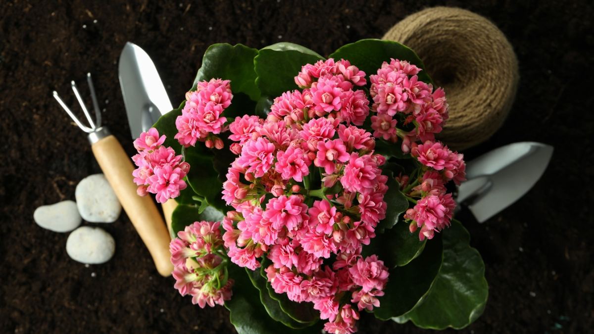 Gartentipps von Can Juanito: Kalanchoe – pflegeleichte Blütenpracht mit Zusatznutzen