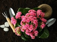 menu - Gartentipps von Can Juanito: Kalanchoe – pflegeleichte Blütenpracht mit Zusatznutzen