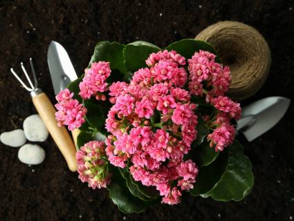 Gartentipps von Can Juanito: Kalanchoe – pflegeleichte Blütenpracht mit Zusatznutzen