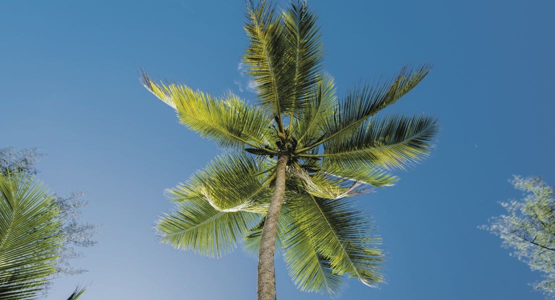 Gartentipps von Can Juanito: Wie und wann pflanzt man eine Kokospalme?
