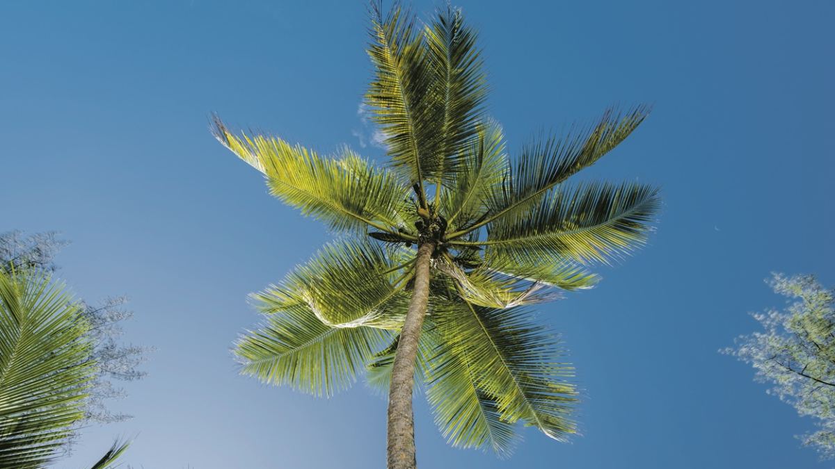 Gartentipps von Can Juanito: Wie und wann pflanzt man eine Kokospalme?
