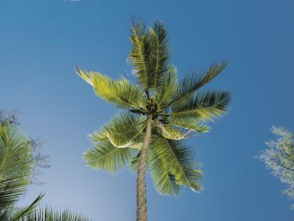 Gartentipps von Can Juanito: Wie und wann pflanzt man eine Kokospalme?