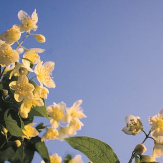 Sternjasmin auf Mallorca: Duftende Eleganz für Garten, Terrasse und Patio