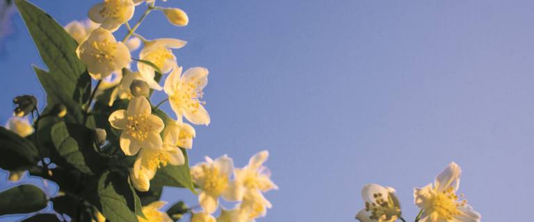 Sternjasmin auf Mallorca: Duftende Eleganz für Garten, Terrasse und Patio