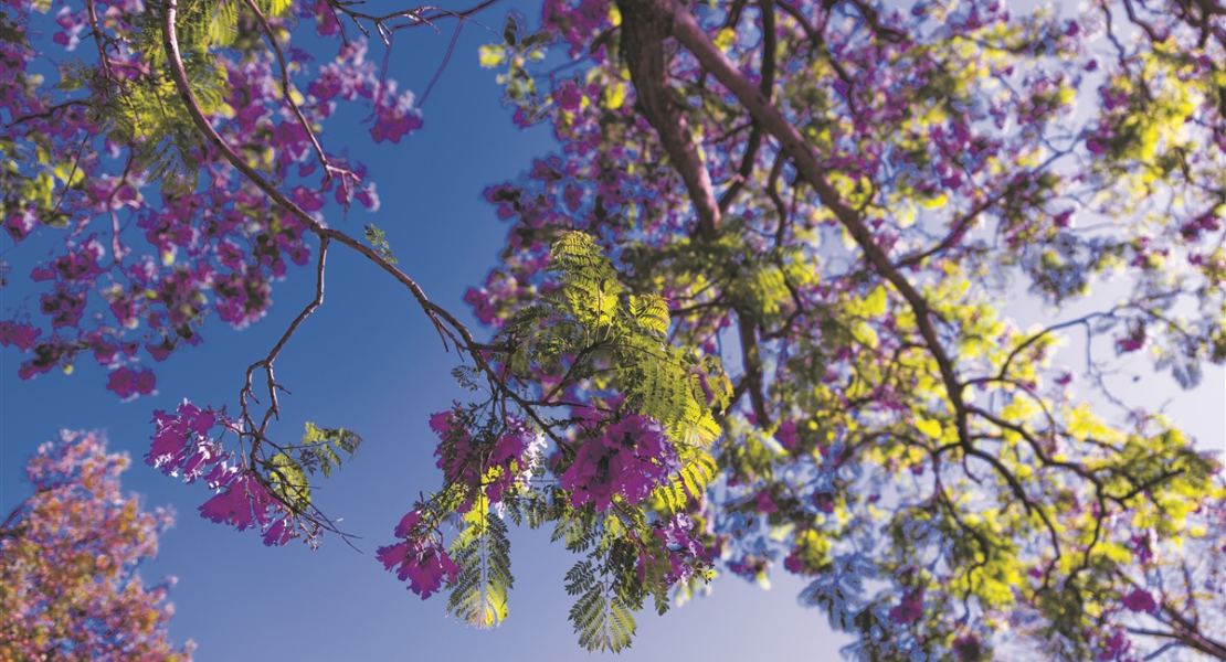 Garten Tipp - Laubbäume, die Mallorcas Klima meistern
