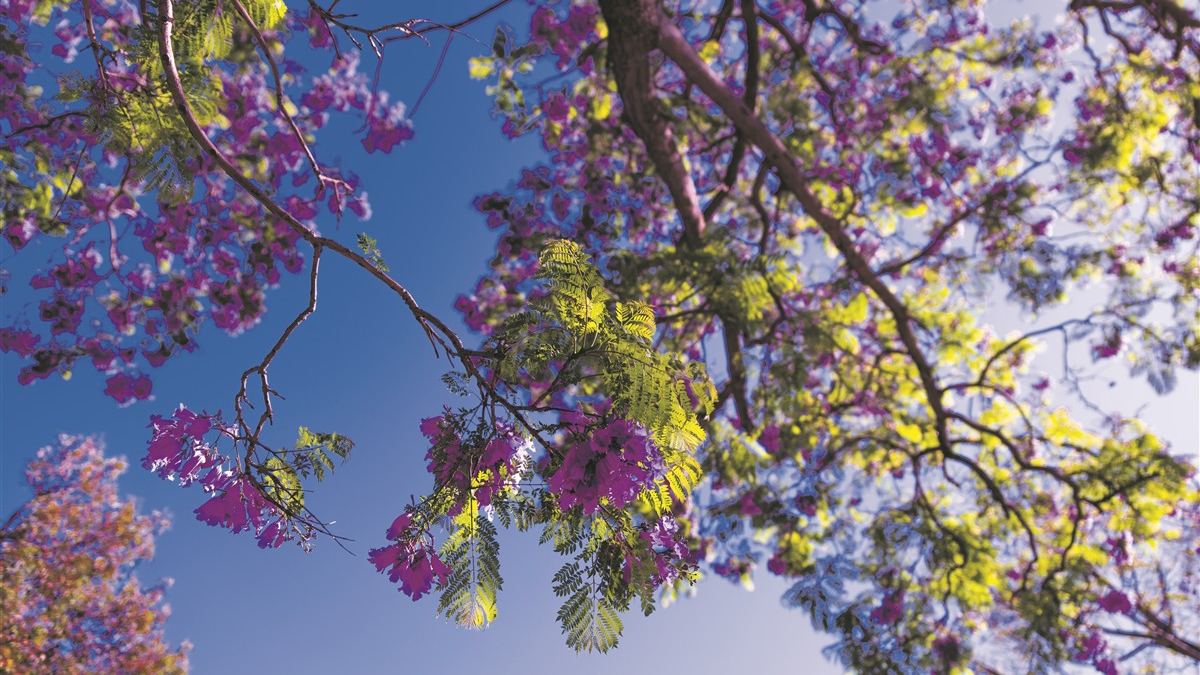 Garten Tipp - Laubbäume, die Mallorcas Klima meistern