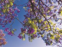 menu - Garten Tipp - Laubbäume, die Mallorcas Klima meistern