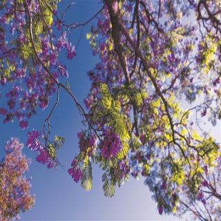 Garten Tipp - Laubbäume, die Mallorcas Klima meistern