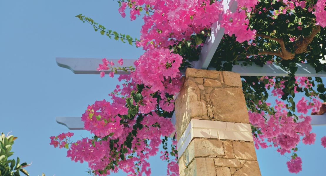 Wucherwunder mit Widerhaken – Bougainvillea richtig pflegen