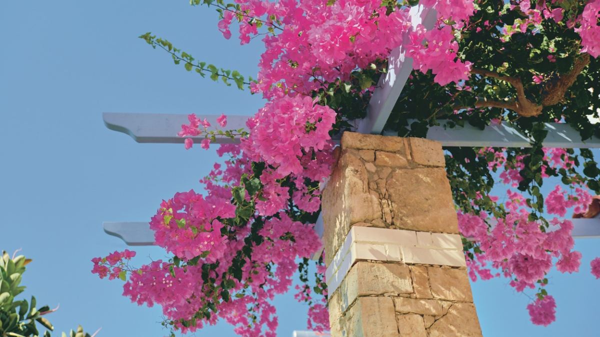 Wucherwunder mit Widerhaken – Bougainvillea richtig pflegen