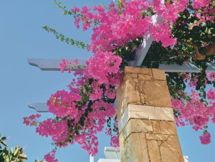 Wucherwunder mit Widerhaken – Bougainvillea richtig pflegen