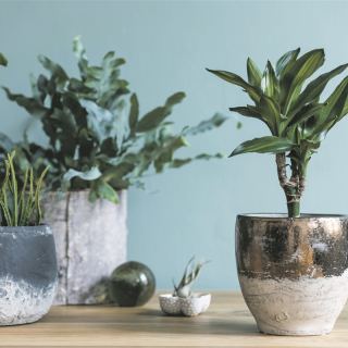 Garten Tipp - Wenn Pflanzen  den Unterschied machen